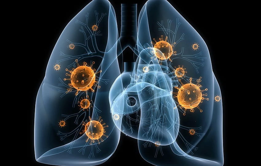 病気, 肺, ウイルス, バクテリア , セクション рендеринг 高画質の壁紙