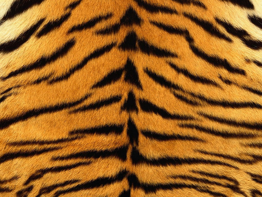 Skin, tiger, stripes, fur, Animal Skin HD wallpaper | Pxfuel