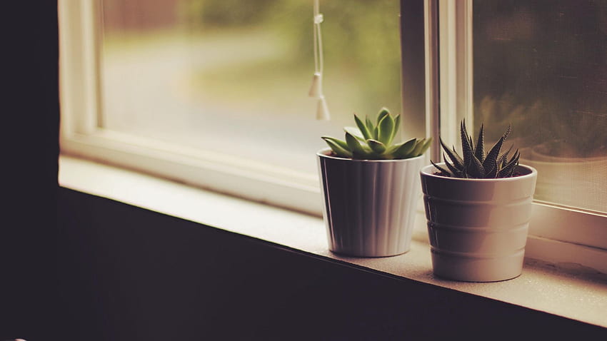 Flower Pots, Window Sill, Indoor Plants - Full Indoor Background, Indoor Plant HD wallpaper