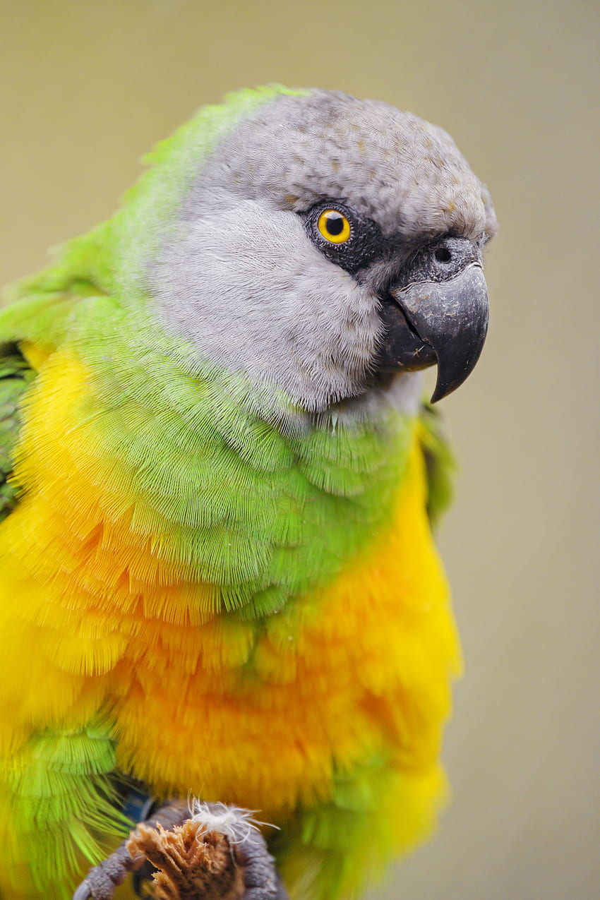 動物, オウム, 鳥, 色とりどり, カラフル, セネガルのオウム HD電話の壁紙