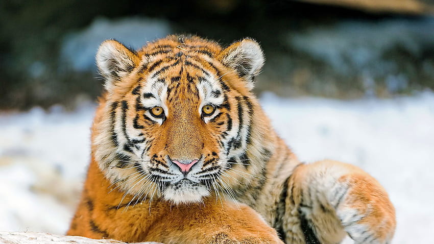 Tiger Cub With Stare Look Is Sitting On Snow In Blur Background Tiger ...