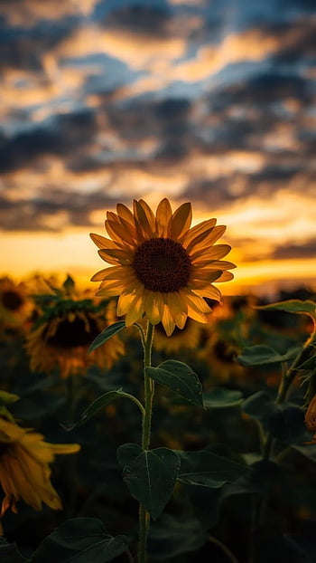 Sunflower field 1080P 2K 4K 5K HD wallpapers free download  Wallpaper  Flare