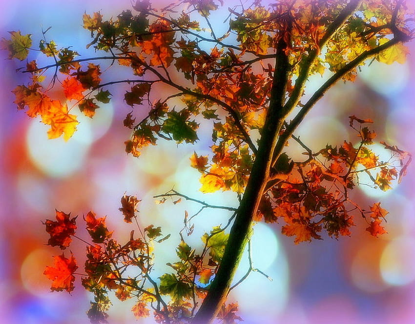 ✫Magical Leaves Fall✫, indah, tumbuhan, grafik, matahari terbenam, warna, indah, Musim Gugur, kreatif buatan awal, cinta empat musim, dedaunan, magis, sejuk, pohon, alam, musim gugur, menakjubkan Wallpaper HD