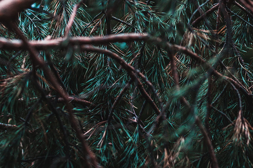 Jarum, Pinus, Makro, Kayu, Pohon, Cabang, Jarum, Evergreen Wallpaper HD