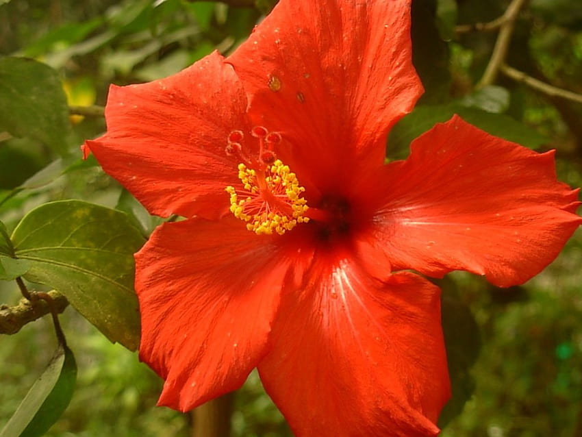 Czerwony hibiskus, zbliżenie, hibiskus, czerwień, kwiat Tapeta HD