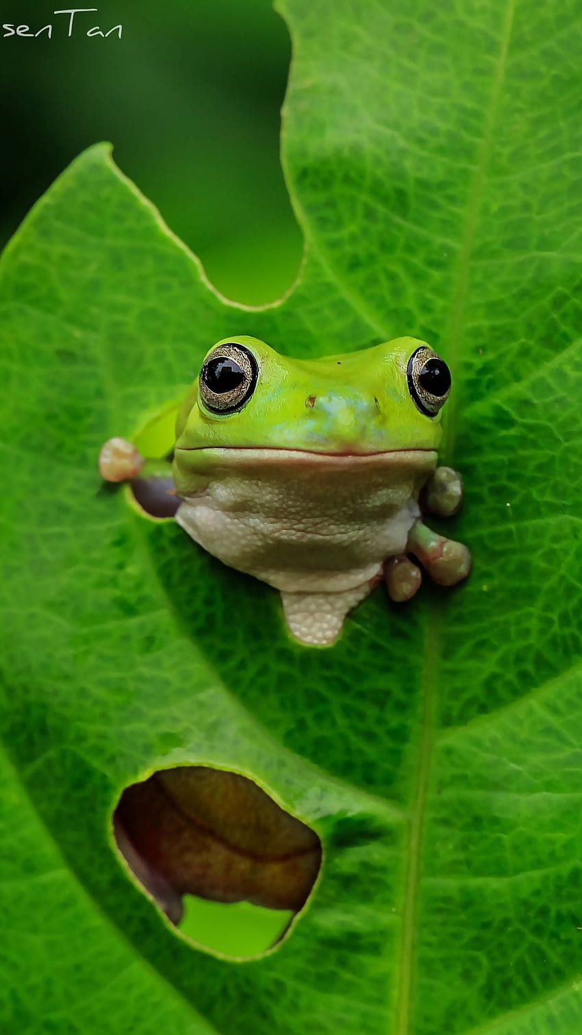 Cute Frog, Adorable Cute Frog HD phone wallpaper | Pxfuel