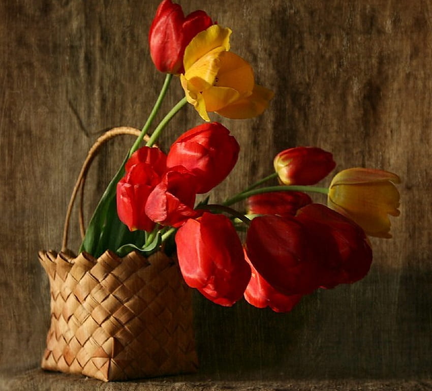 Still Life, bouquet, yellow tulips, colors, colorful tulips, beautiful, tulips, basket, red tulips, pretty, flowers HD wallpaper