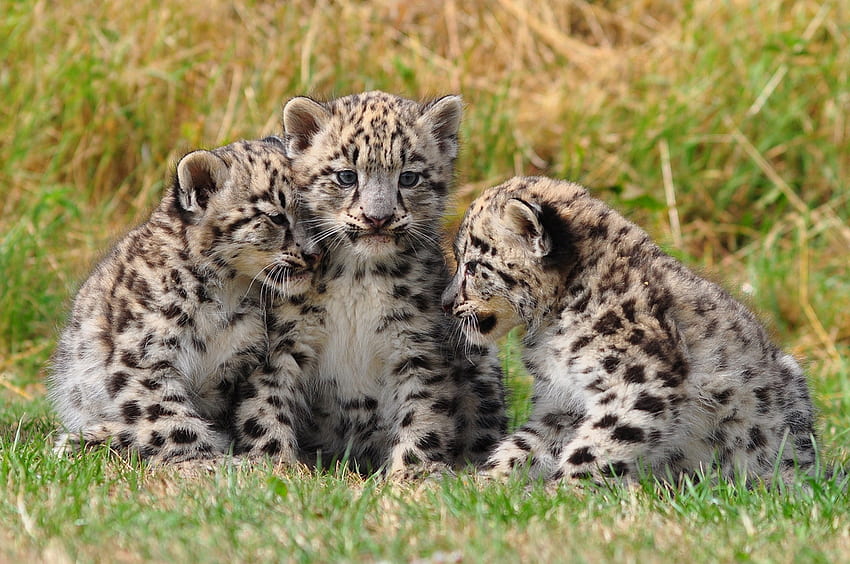 Снежен леопард, животно, леопард, дете, бебе, котка, котка HD тапет