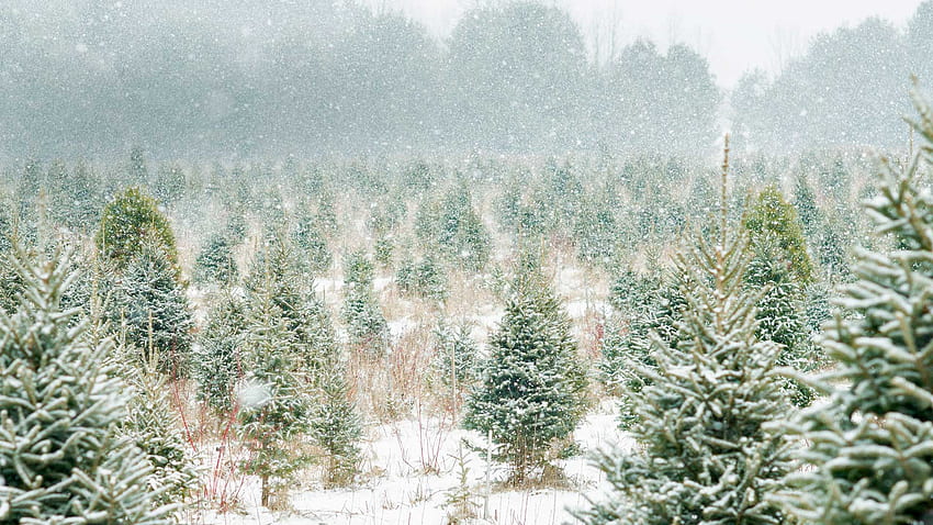 Granja de árboles de Navidad en Ontario, Canadá fondo de pantalla