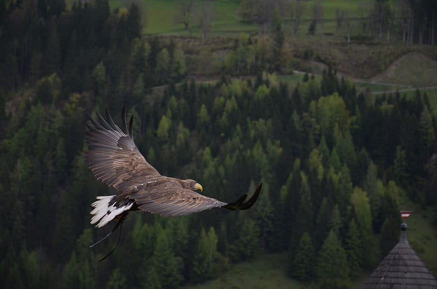 Tiere, Bäume, Vogel, Wald, Flug, Adler HD-Hintergrundbild