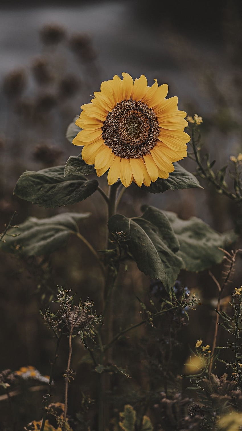 Cool Background, Sunflower Minimalist HD phone wallpaper | Pxfuel