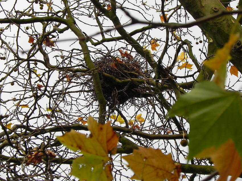 Fall in Suffolk - nest, trees, autumn, nest, fall HD wallpaper