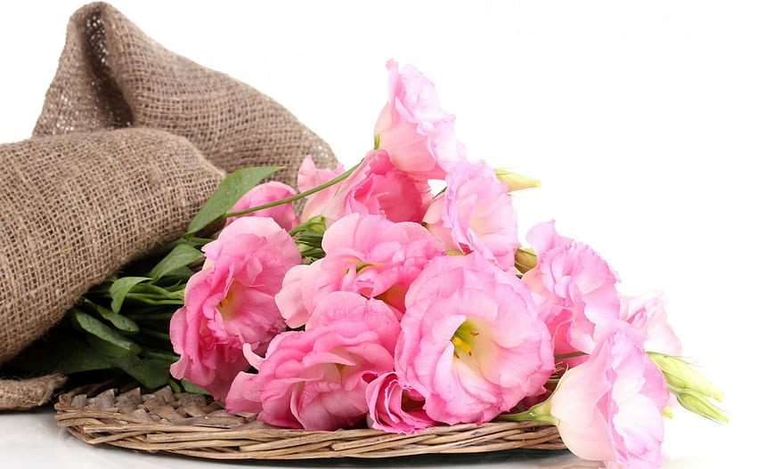 Untukmu!, valentine, rose, pink, white, day, flower, mother Wallpaper HD