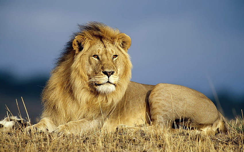 Lions and . Animals, Most Beautiful Animals HD wallpaper | Pxfuel