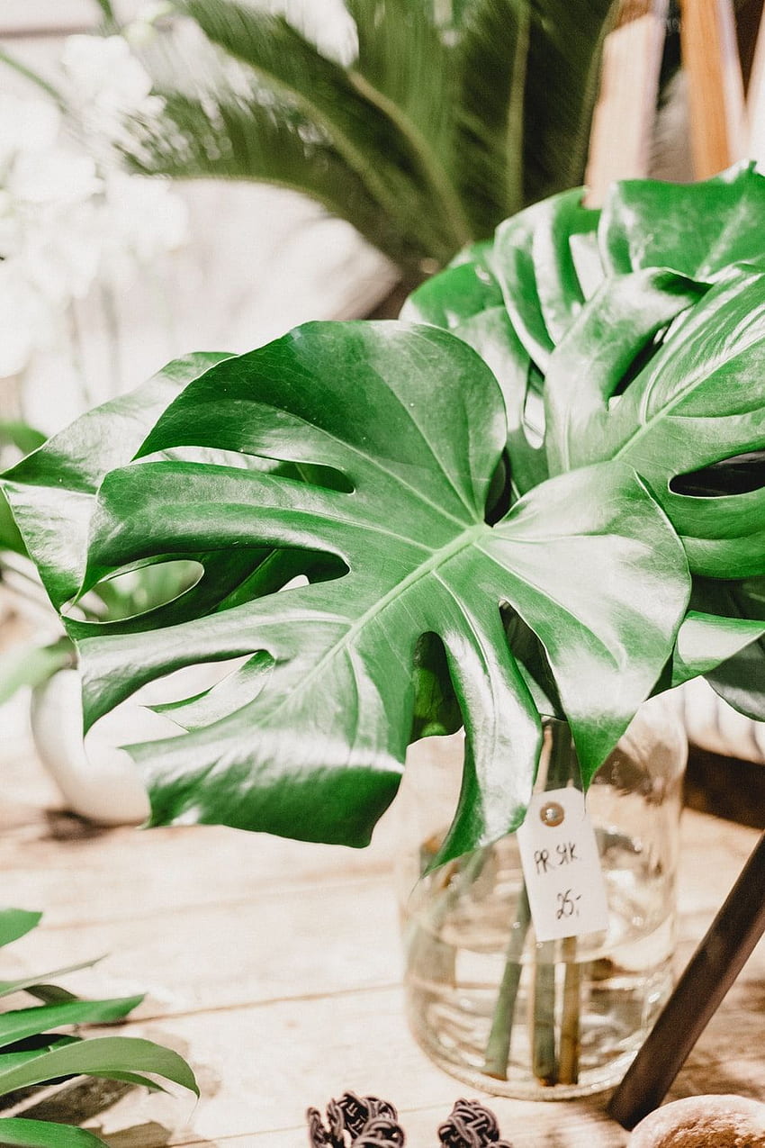 Monstera Leaf Hd Phone Wallpaper Pxfuel