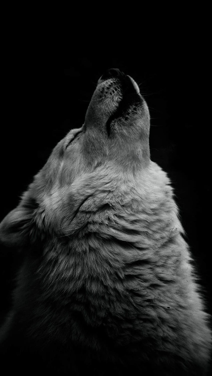 Wolf, Lone Wolf HD phone wallpaper