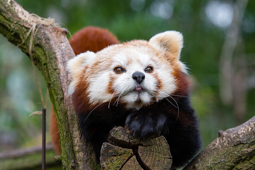 Tiere, Schnauze, Gefleckt, Fleckig, Roter Panda, Kleiner Panda, Kleiner Panda HD-Hintergrundbild