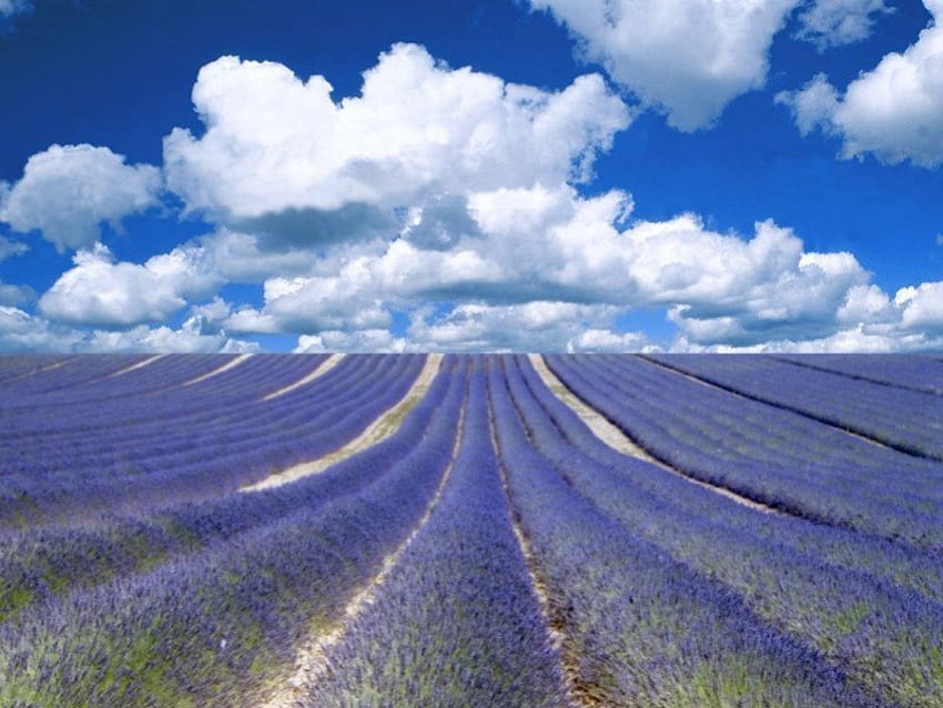 Provence Bliss, soyut, grafik HD duvar kağıdı