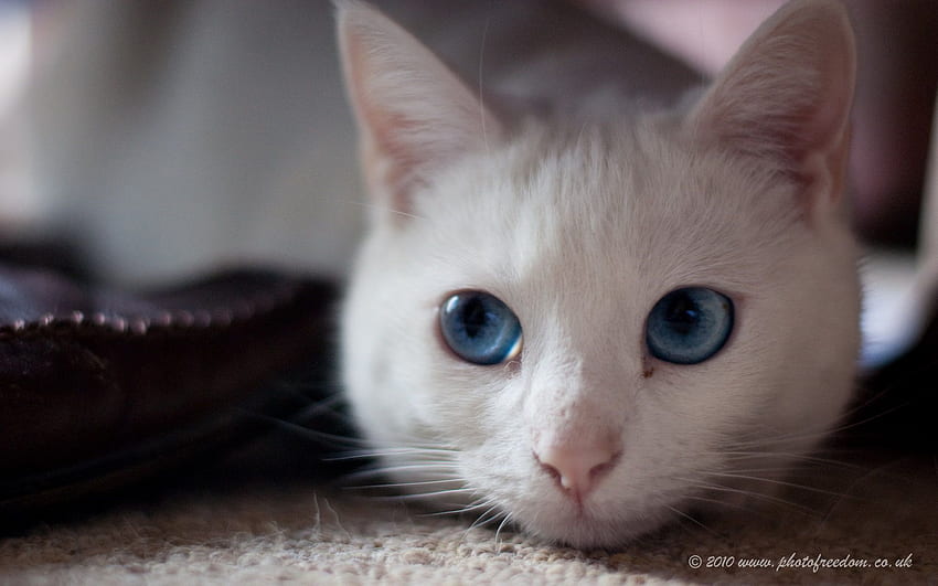 No I didn't eat all those cheese crackers. Cat with blue eyes, Cats, White cat, White Cat Blue Eyes HD wallpaper