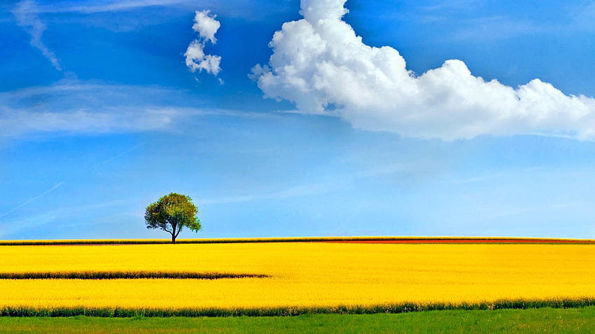 Lonely tree in yellow field, blue, shadow, awesome, plants, spring, nice, day, scenery, 1920x1080, lonely tree, scenic, trees, amazing, white, scene, landscape, beautiful, grass, panoramic view, summer, green, yellow, cool, fields, clouds, nature, sky, splendor HD wallpaper