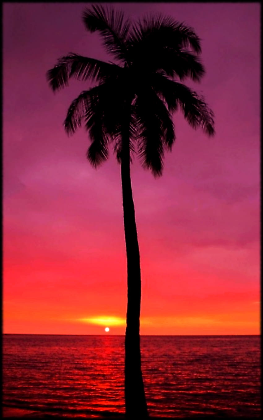 sunset, mobile and purple palm tree - HD phone wallpaper