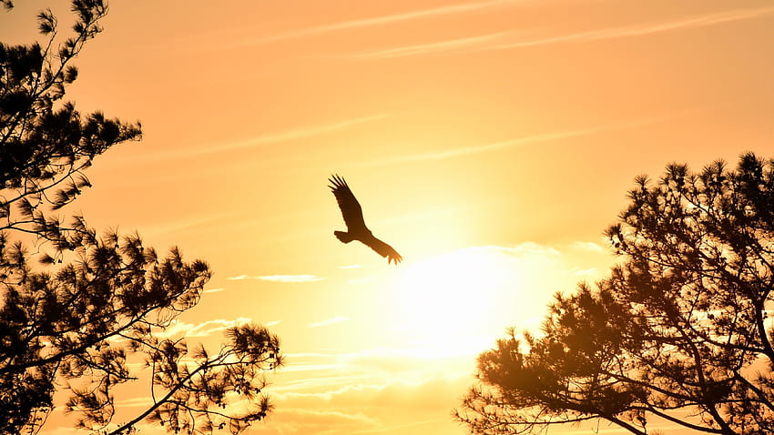Eagle Flying in Sky During Sunset HD wallpaper