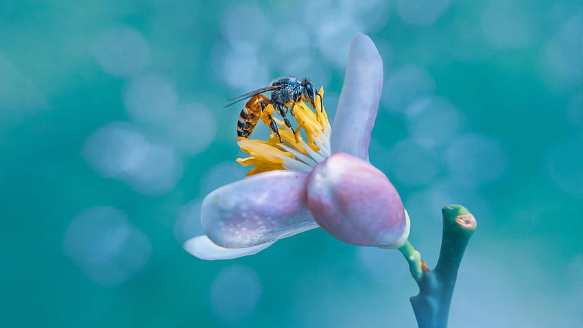Bee, animal, insect, flower HD wallpaper