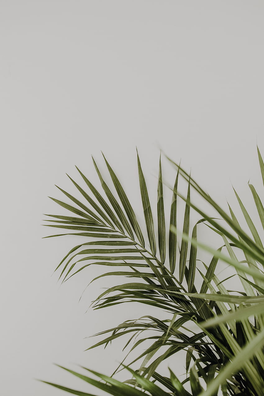 Leaves, Plant, Minimalism, Palm HD phone wallpaper