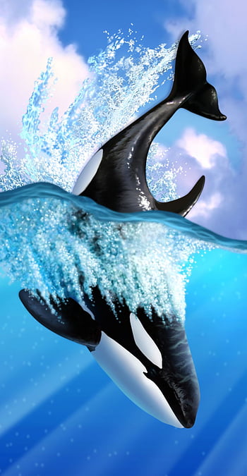 Orca whales orca and backgrounds HD wallpapers | Pxfuel