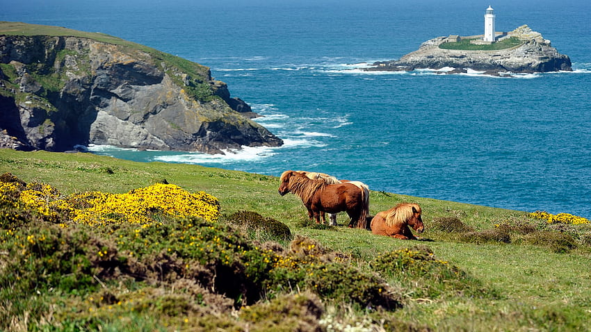 Wild Shetland Islands pony, Scotland, UK. Windows 10 Spotlight HD wallpaper