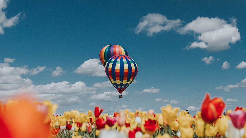 Hot air balloons, white-red-yellow tulips, farm HD wallpaper
