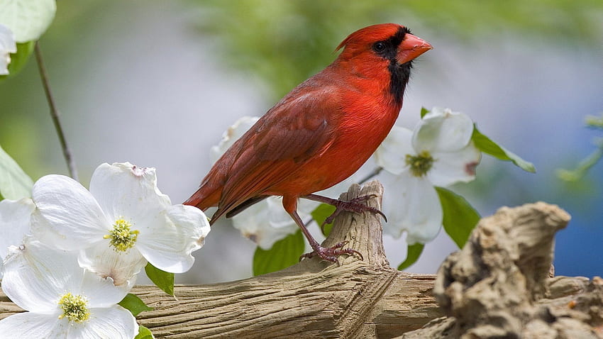 빨간 새, 동물, 자연, 새, 꽃 HD 월페이퍼