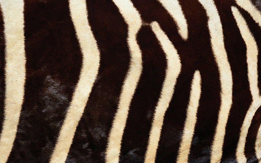 Zebra, Texture, Lines, Textures, Stripes, Streaks, Fur HD wallpaper