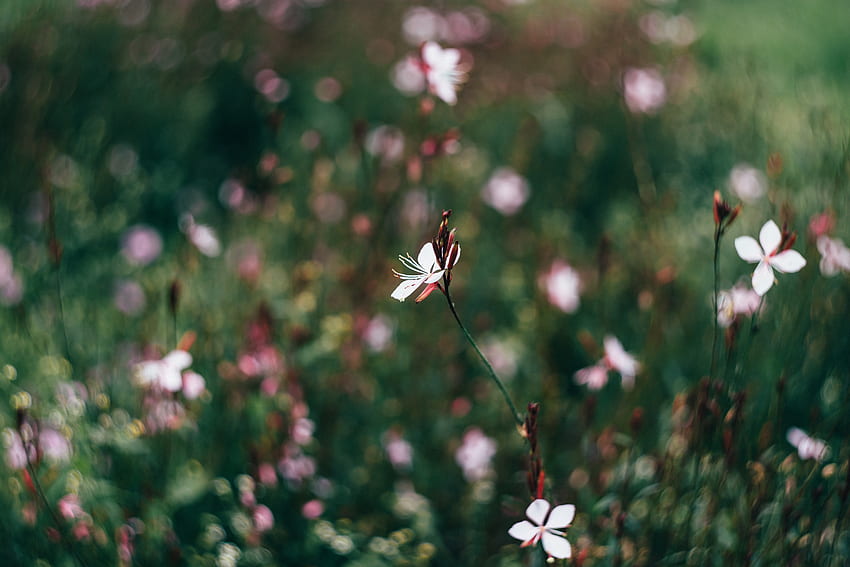 Flowers, Macro, Blur, Smooth, Field HD wallpaper