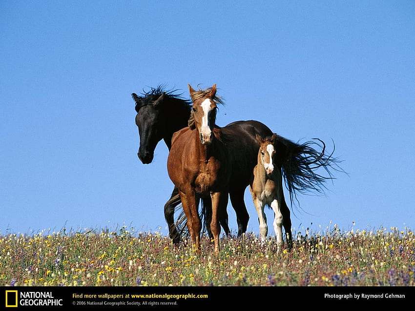 ฝูงสัตว์ป่า แม่ม้าสีดำ ม้าตัวเมียเกาลัด หญ้า ม้าโพนี่ ฝูงสัตว์ ลูกสีน้ำตาล ม้า ป่า เอเชีย สัตว์ ธรรมชาติ ลูก วอลล์เปเปอร์ HD
