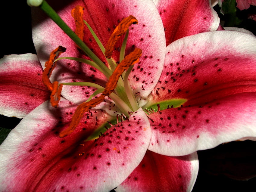 เฟลอร์ ธรรมชาติ ดอกไม้ วอลล์เปเปอร์ HD