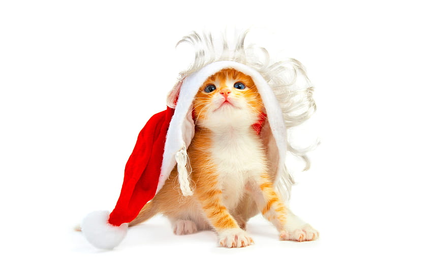 สัตว์ วันหยุด แมว ปีใหม่ คริสต์มาส คริสต์มาส โปสการ์ด วอลล์เปเปอร์ HD