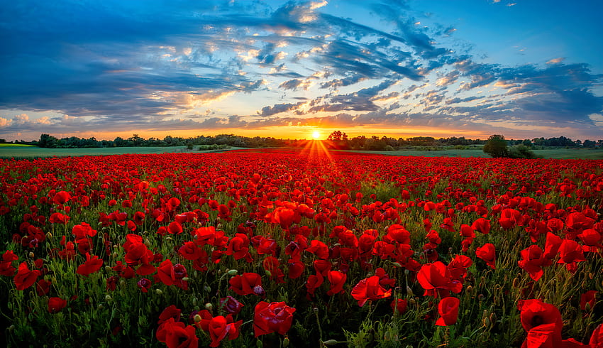 Poppy field at sunset, rays, beautiful, summer, poppies, field, clouds, sky, flowers, sunset HD wallpaper