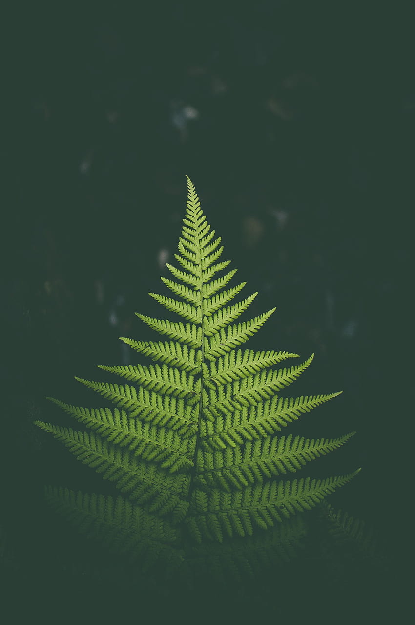 Nature, Plant, Fern, Sheet, Leaf HD phone wallpaper