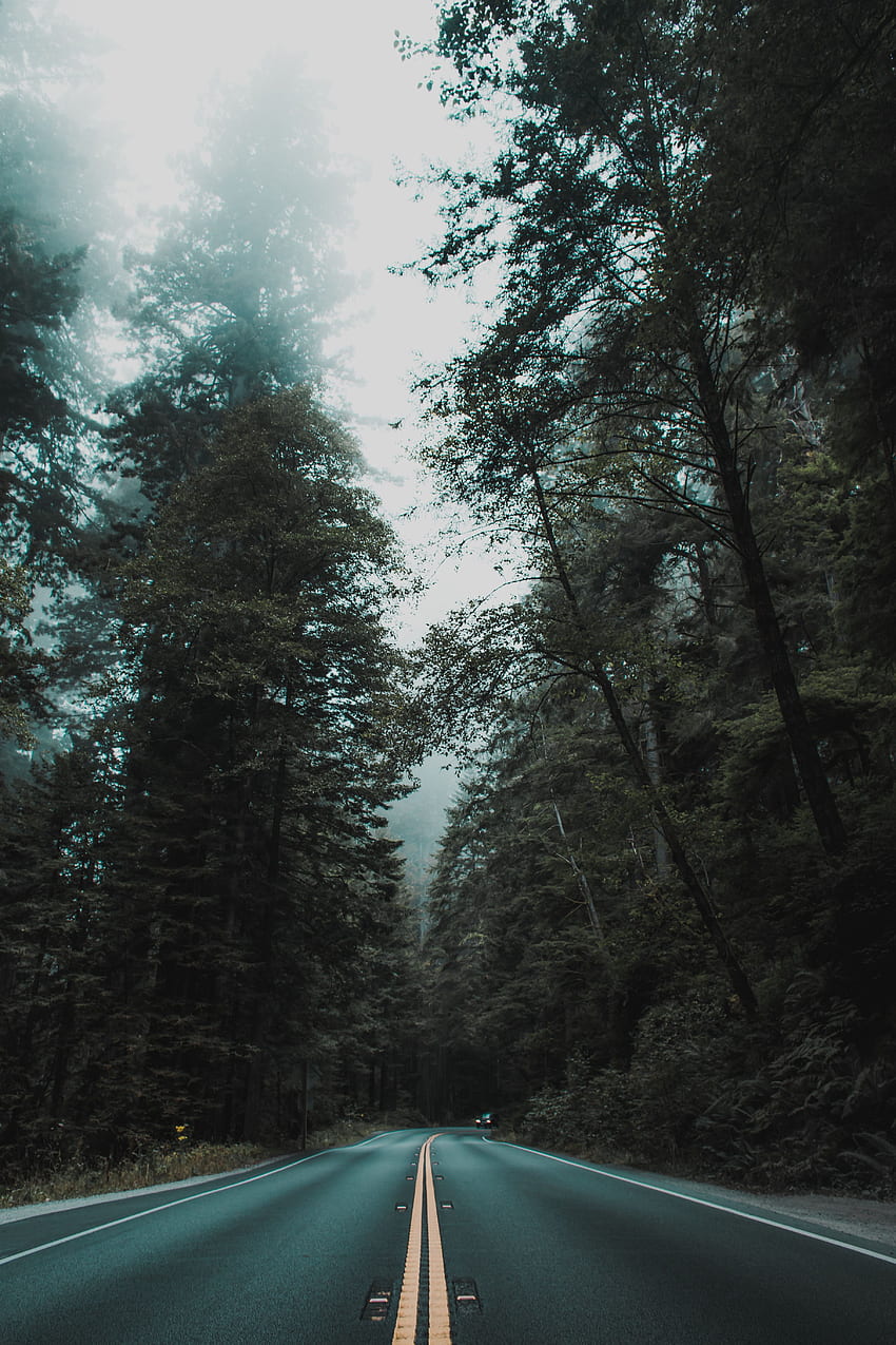Natura, alberi, strada, svolta, marcatura, nebbia Sfondo del telefono HD