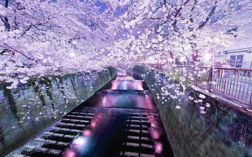 Jardín japonés, flores, un japonés - Cherry Blossom Tokyo River - & Background, Zen Flower Garden fondo de pantalla