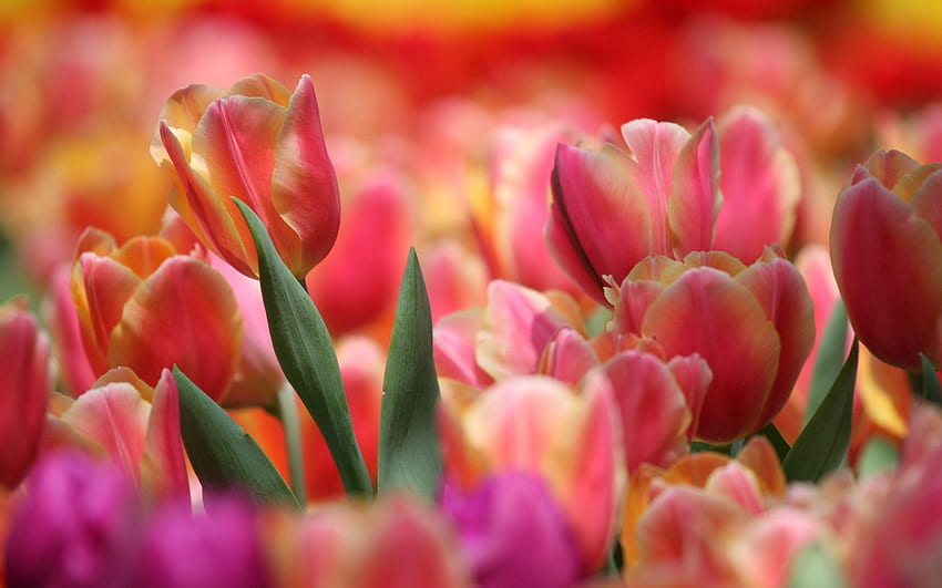 flores, rosa, tulipán fondo de pantalla