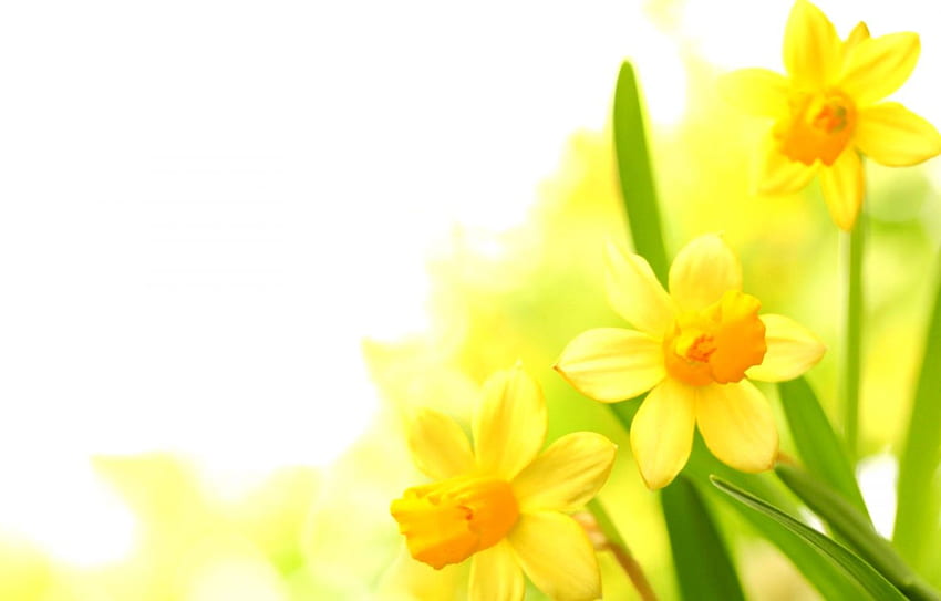 Narcissus Yellow Flowers HD wallpaper
