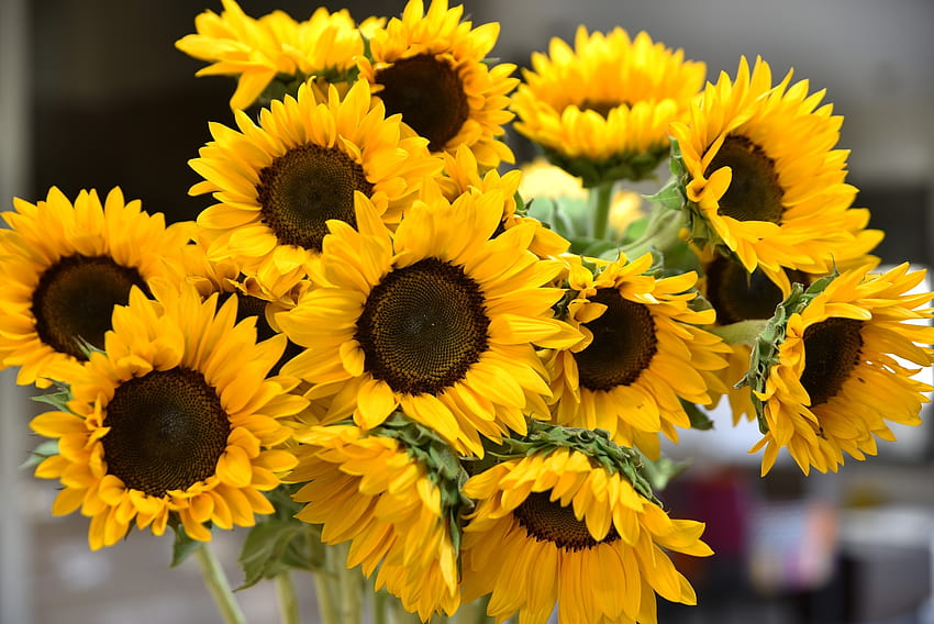 Sonnenblumenstrauß, Frühling, Sonnenblumen, Sommer, Blumenstrauß, Natur, Blumen HD-Hintergrundbild