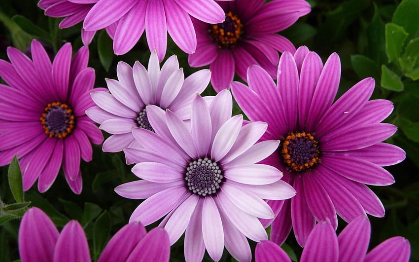 Растения / Кейп Невен Цветя Цвете на невен, най-добро цвете HD тапет