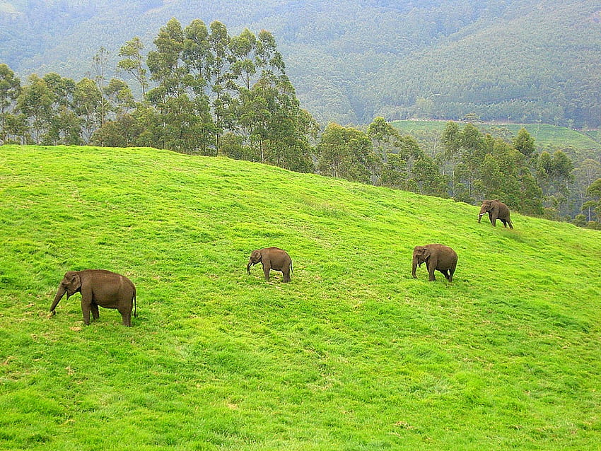 케랄라 문화의 코끼리, 케랄라 코끼리 HD 월페이퍼