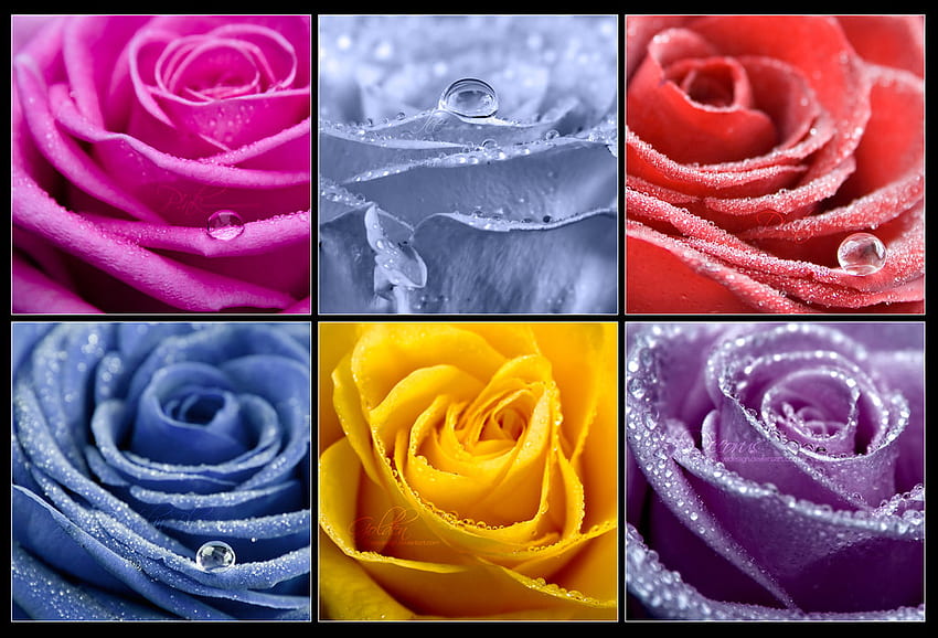 Колекции Рози 2, специални рози, прекрасни, дъга, ярко оцветени HD тапет
