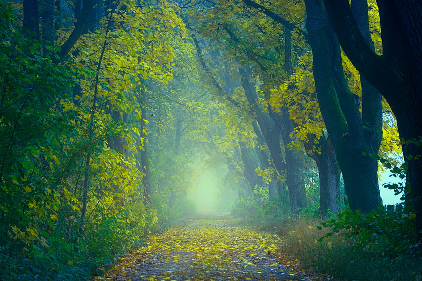 natureza, outono, floresta, nevoeiro, borrão, suave, caminho, folhagem papel de parede HD