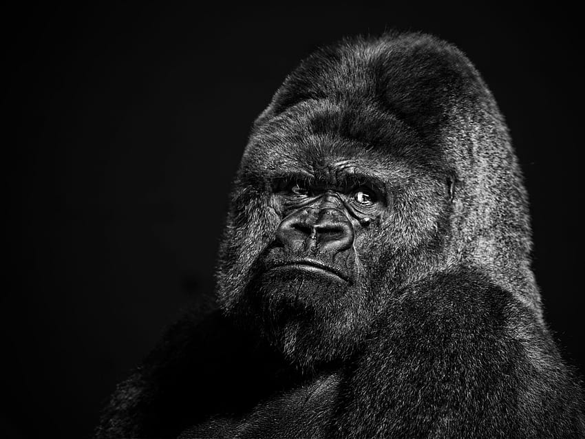 Titeltier Gorilla-Affen - Gorilla-Hintergrund - -, Karikatur-Gorilla HD-Hintergrundbild