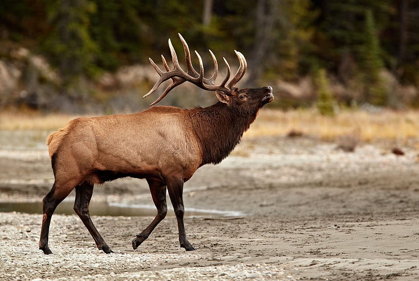 Animals: Elks Bull Elk Deer Animals Love for HD wallpaper